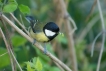 Oiseaux Mésange charbonnière (Parus major)