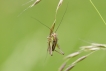 Insectes Decticelle bariolée (Roeseliana roeselii)