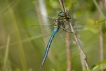 Insectes Anax empereur (Anax imperator)