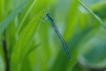 Insectes agrion à larges pattes (Platycnemis pennipes)