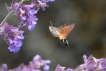 Insectes Moro-sphinx (Macroglossum stellatarum)