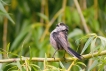 Oiseaux Mésange à longue queue (Aegithalos caudatus)