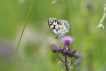 Insectes Demi-deuil (Melanargia galathea)