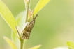 Insectes Crambus mordoré (Chrysocrambus linetella F.)