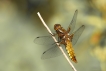 Insectes Libellule déprimée (Libellula depressa)