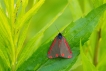 Insectes Goutte-de-sang (Tyria jacobaeae)