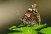 Insectes Vulcain (Vanessa atalanta)