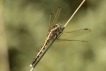 Insectes Orthétrum à stylets blancs (Orthetrum albistylum)