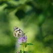 Insectes Demi-deuil (Melanargia galathea)