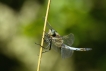 Insectes Orthetrum réticulé (Orthetrum cancellatum)