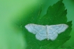 Insectes Impolie (Idaea aversata)