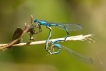 Insectes Agrion porte-coupe (Enallagma cyathigerum)