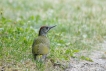 Oiseaux Pic vert (Picus viridis)