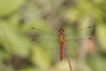 Insectes Sympétrum rouge sang (Sympetrum sanguineum)