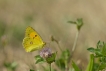 Insectes Souci (Colias crocea)