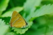 Insectes Thécla du bouleau (Thecla betulae)