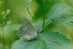 Insectes Thècla du chêne (Favonius quercus)