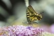 Insectes Machaon (Papilio machaon)