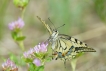 Insectes Machaon (Papilio machaon)