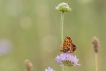 Insectes Petite violette (Boloria dia)