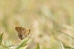 Insectes Petit nacré (Issoria lathonia)