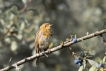 Oiseaux Rouge-gorge familier (Erithacus rubecula)