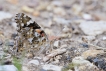 Insectes Belle Dame (Vanessa cardui)