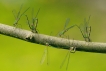 Insectes Leste vert (Chalcolestes viridis)