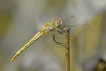 Insectes sympétrum à nervures rouges (Sympetrum fonscolombii)