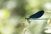 Insectes Caloptéryx vierge (Calopteryx virgo)