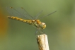 Insectes Sympétrum strié (Sympetrum striolatum)