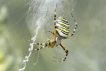 Araignées Argiope frelon (Argiope bruennichi)