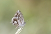 Insectes Brun des pélargoniums (Cacyreus marshalli)