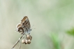 Insectes Brun des pélargoniums (Cacyreus marshalli)