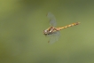 Insectes Sympétrum strié (Sympetrum striolatum)