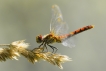 Insectes Sympétrum rouge sang (Sympetrum sanguineum)