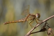 Insectes Crocothémis écarlate (Crocothemis erythraea)