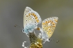 Insectes Argus bleu (Polyommatus icarus)