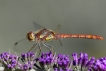 Insectes Sympétrum strié (Sympetrum striolatum)