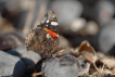 Insectes Vulcain (Vanessa atalanta)