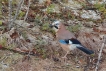 Oiseaux Geai des chènes (Garrulus glandarius)