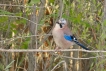 Oiseaux Geai des chènes (Garrulus glandarius)