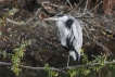 Oiseaux Héron cendré (Ardea cinerea)