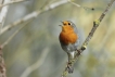 Oiseaux Rouge-gorge familier (Erithacus rubecula)