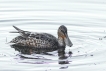 Oiseaux Canard souchet (Anas clypeata)