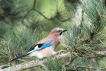 Oiseaux Geai des chènes (Garrulus glandarius)