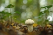 Autres Vesse de loup perlée (Lycoperdon perlatum)