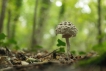 Autres Coulemelle (Macrolepiota procera)