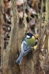 Oiseaux Mésange charbonnière (Parus major)