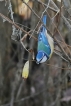 Oiseaux Mésange bleue (Cyanistes caeruleus)